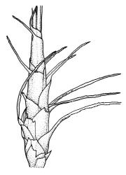 Dicranoloma dicarpum, perichaetium. Drawn from A.J. Fife 7277, CHR 405869, and S. McLennan s.n., 28 Jan. 1985, CHR 466336.
 Image: R.C. Wagstaff © Landcare Research 2018 